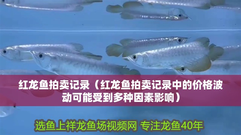 紅龍魚拍賣記錄（紅龍魚拍賣記錄中的價格波動可能受到多種因素影響）