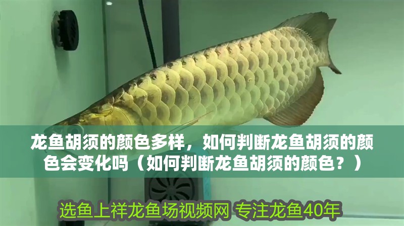 龍魚胡須的顏色多樣，如何判斷龍魚胡須的顏色會(huì)變化嗎（如何判斷龍魚胡須的顏色？）