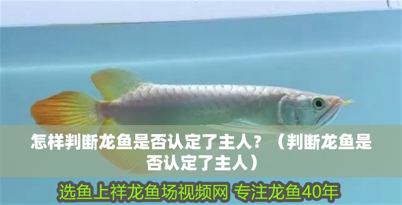 怎樣判斷龍魚是否認定了主人？（判斷龍魚是否認定了主人）