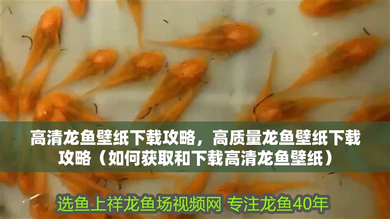 高清龍魚壁紙下載攻略，高質(zhì)量龍魚壁紙下載攻略（如何獲取和下載高清龍魚壁紙）