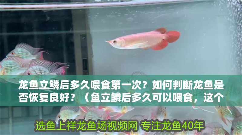 龍魚立鱗后多久喂食第一次？如何判斷龍魚是否恢復良好？（魚立鱗后多久可以喂食，這個問題涉及到龍魚的飼養知識）