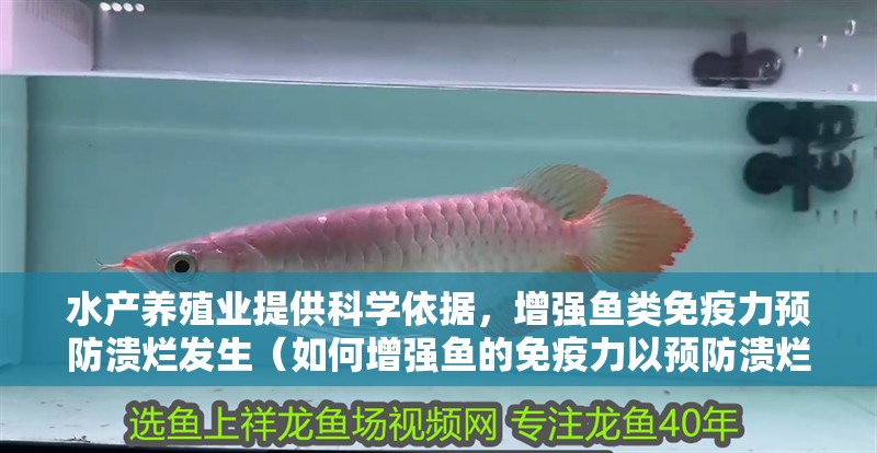 水產養殖業提供科學依據，增強魚類免疫力預防潰爛發生（如何增強魚的免疫力以預防潰爛）