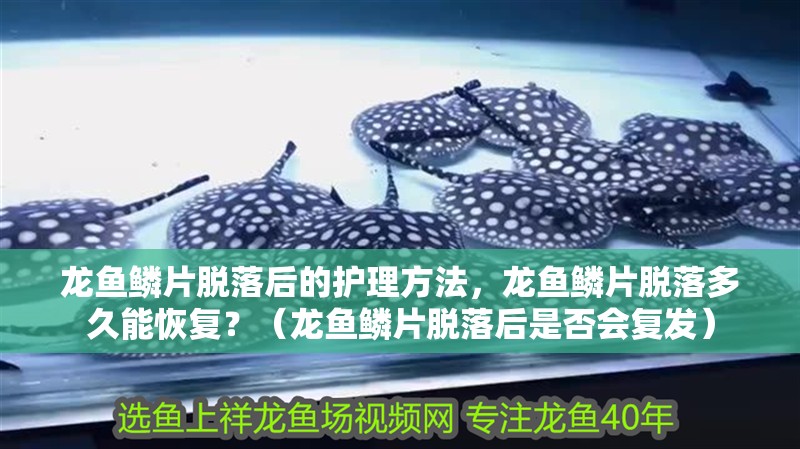 龍魚鱗片脫落后的護理方法，龍魚鱗片脫落多久能恢復？（龍魚鱗片脫落后是否會復發）