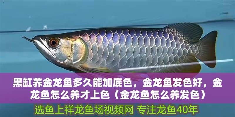 黑缸養金龍魚多久能加底色，金龍魚發色好，金龍魚怎么養才上色（金龍魚怎么養發色）