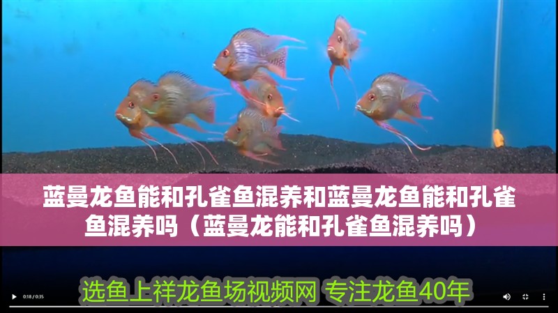 藍(lán)曼龍魚能和孔雀魚混養(yǎng)和藍(lán)曼龍魚能和孔雀魚混養(yǎng)嗎（藍(lán)曼龍能和孔雀魚混養(yǎng)嗎）