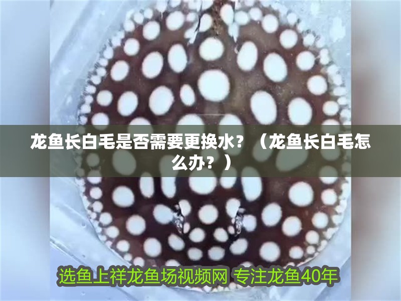 龍魚長白毛是否需要更換水？（龍魚長白毛怎么辦？）