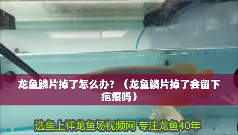 龍魚鱗片掉了怎么辦？（龍魚鱗片掉了會留下疤痕嗎）