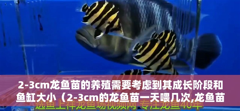 2-3cm龍魚苗的養殖需要考慮到其成長階段和魚缸大小（2-3cm的龍魚苗一天喂幾次,龍魚苗的成活率有多高?）