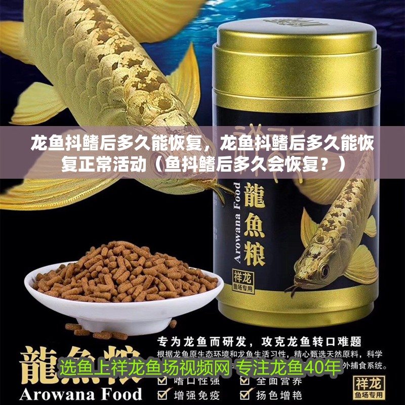 龍魚抖鰭后多久能恢復，龍魚抖鰭后多久能恢復正常活動（魚抖鰭后多久會恢復？）