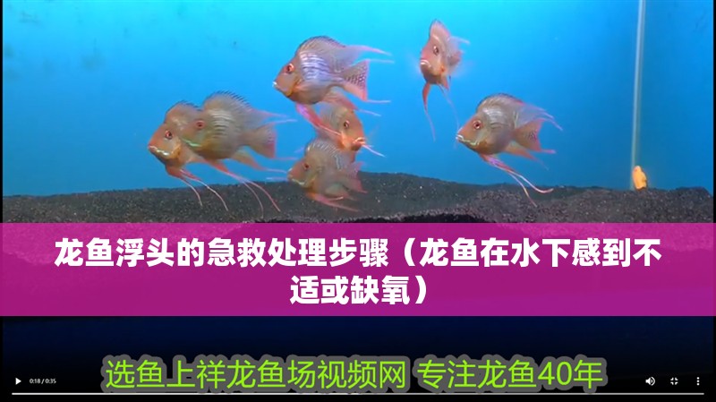 龍魚浮頭的急救處理步驟（龍魚在水下感到不適或缺氧） 龍魚浮頭的急救處理步驟（龍魚在水下感到不適或缺氧） 龍魚百科