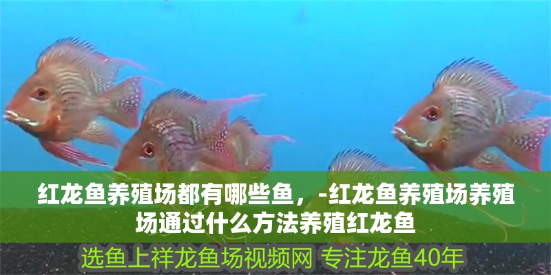 紅龍魚養殖場都有哪些魚，-紅龍魚養殖場養殖場通過什么方法養殖紅龍魚