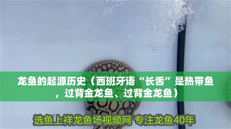 龍魚的起源歷史（西班牙語“長舌”是熱帶魚，過背金龍魚、過背金龍魚）