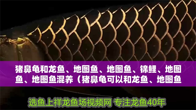 豬鼻龜和龍魚(yú)、地圖魚(yú)、地圖魚(yú)、錦鯉、地圖魚(yú)、地圖魚(yú)混養(yǎng)（豬鼻龜可以和龍魚(yú)、地圖魚(yú)、地圖魚(yú)等大型魚(yú)一起混養(yǎng)嗎？）