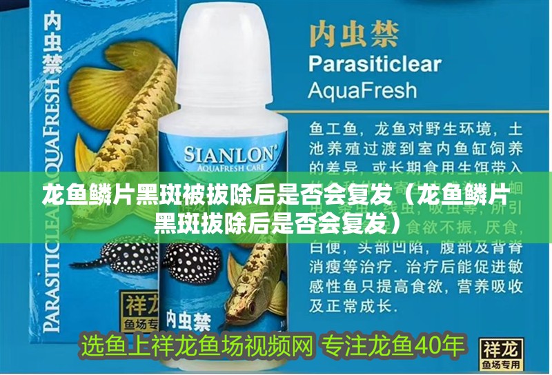 龍魚鱗片黑斑被拔除后是否會復發（龍魚鱗片黑斑拔除后是否會復發）