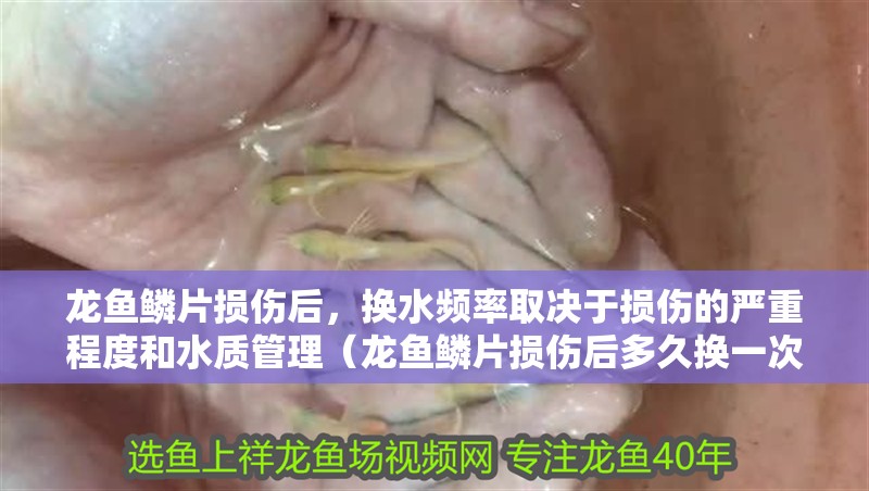 龍魚鱗片損傷后，換水頻率取決于損傷的嚴(yán)重程度和水質(zhì)管理（龍魚鱗片損傷后多久換一次水？）