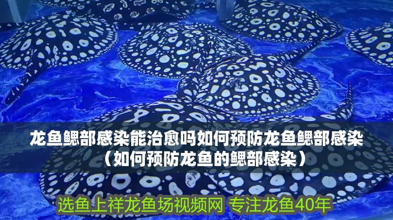 龍魚鰓部感染能治愈嗎如何預防龍魚鰓部感染（如何預防龍魚的鰓部感染）