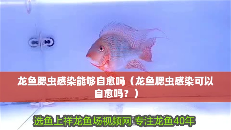 龍魚腮蟲感染能夠自愈嗎（龍魚腮蟲感染可以自愈嗎？） 龍魚腮蟲感染能夠自愈嗎（龍魚腮蟲感染可以自愈嗎？） 龍魚百科