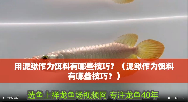 用泥鰍作為餌料有哪些技巧？（泥鰍作為餌料有哪些技巧？） 用泥鰍作為餌料有哪些技巧？（泥鰍作為餌料有哪些技巧？） 龍魚百科