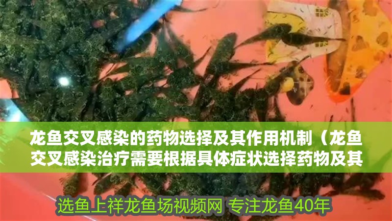龍魚交叉感染的藥物選擇及其作用機制（龍魚交叉感染治療需要根據(jù)具體癥狀選擇藥物及其作用）