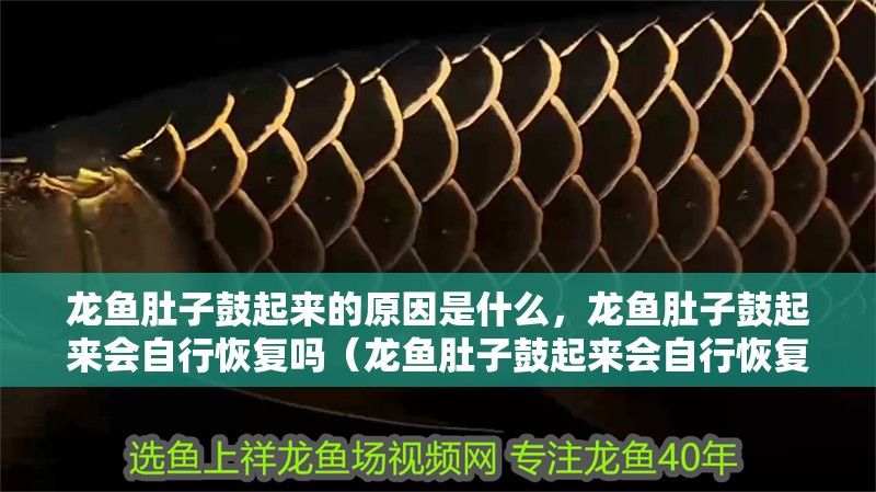 龍魚肚子鼓起來的原因是什么，龍魚肚子鼓起來會自行恢復嗎（龍魚肚子鼓起來會自行恢復嗎龍魚肚子鼓起來會自行恢復嗎）