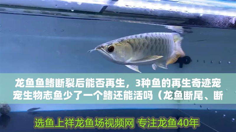 龍魚魚鰭斷裂后能否再生，3種魚的再生奇跡寵寵生物志魚少了一個鰭還能活嗎（龍魚斷尾、斷鰭怎么辦？）