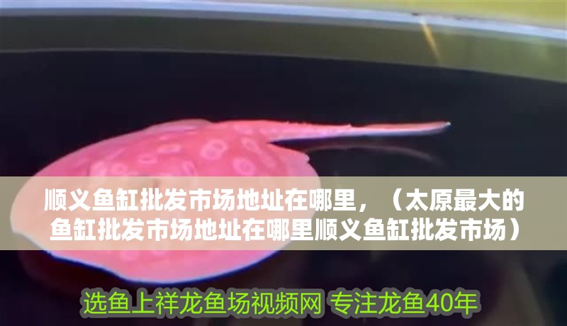 順義魚缸批發市場地址在哪里，（太原最大的魚缸批發市場地址在哪里順義魚缸批發市場）