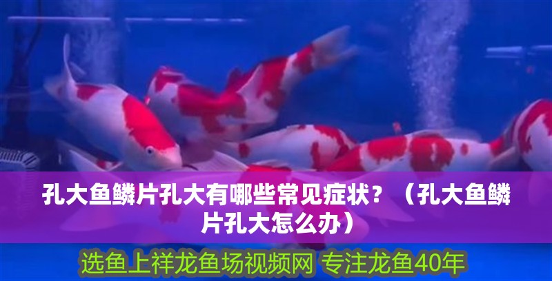 孔大魚鱗片孔大有哪些常見癥狀？（孔大魚鱗片孔大怎么辦）