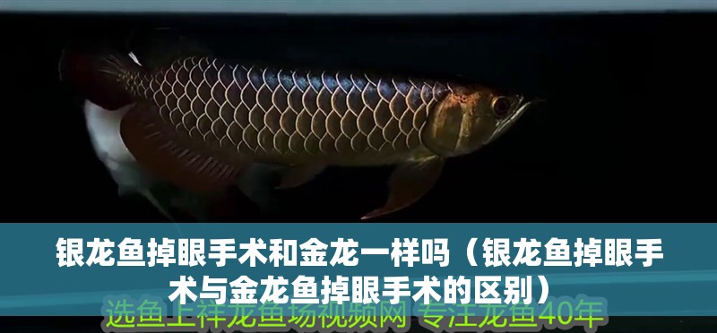 銀龍魚掉眼手術(shù)和金龍一樣嗎（銀龍魚掉眼手術(shù)與金龍魚掉眼手術(shù)的區(qū)別）