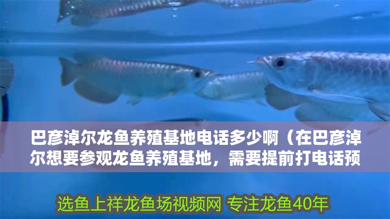 巴彥淖爾龍魚養(yǎng)殖基地電話多少啊（在巴彥淖爾想要參觀龍魚養(yǎng)殖基地，需要提前打電話預(yù)約嗎？）