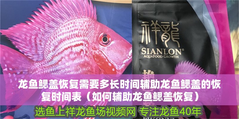 龍魚鰓蓋恢復需要多長時間輔助龍魚鰓蓋的恢復時間表（如何輔助龍魚鰓蓋恢復）