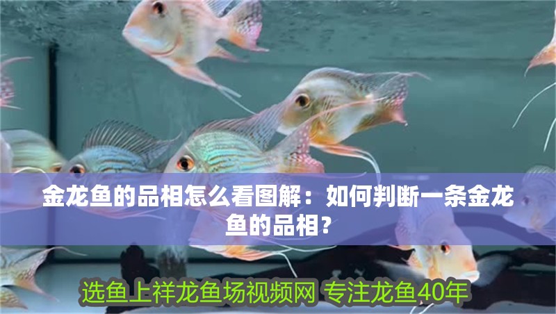 金龍魚的品相怎么看圖解：如何判斷一條金龍魚的品相？