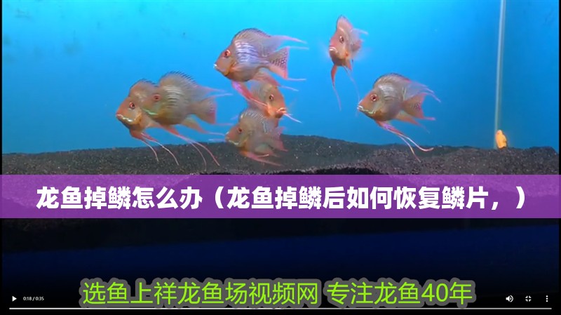 龍魚掉鱗怎么辦（龍魚掉鱗后如何恢復鱗片，）