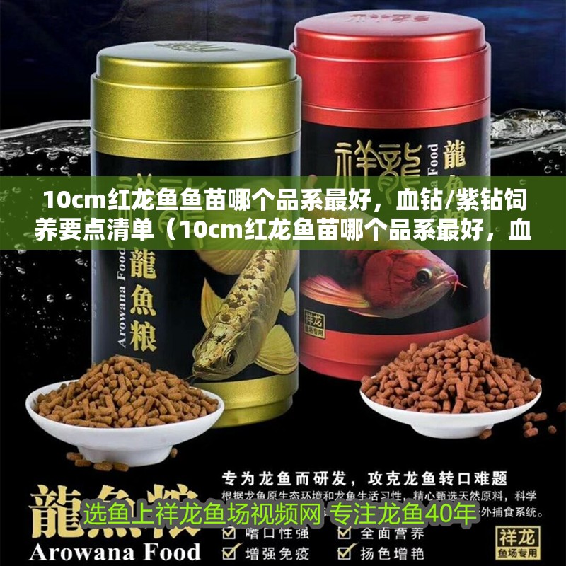 10cm紅龍魚魚苗哪個(gè)品系最好，血鉆/紫鉆飼養(yǎng)要點(diǎn)清單（10cm紅龍魚苗哪個(gè)品系最好，血鉆/紫鉆飼養(yǎng)要點(diǎn)清單）