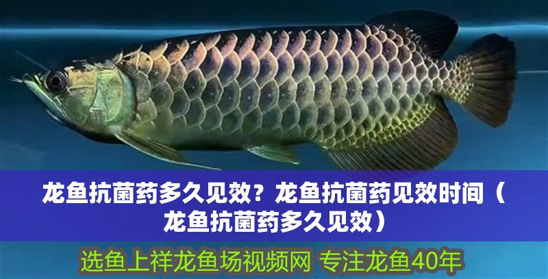 龍魚(yú)抗菌藥多久見(jiàn)效？龍魚(yú)抗菌藥見(jiàn)效時(shí)間（龍魚(yú)抗菌藥多久見(jiàn)效）
