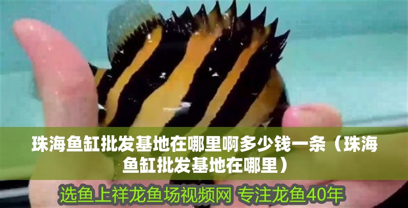 珠海魚缸批發基地在哪里啊多少錢一條（珠海魚缸批發基地在哪里）