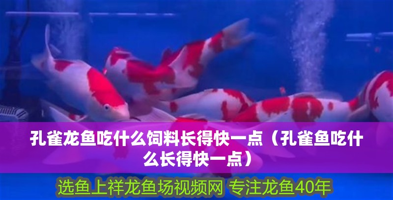 孔雀龍魚吃什么飼料長得快一點（孔雀魚吃什么長得快一點）