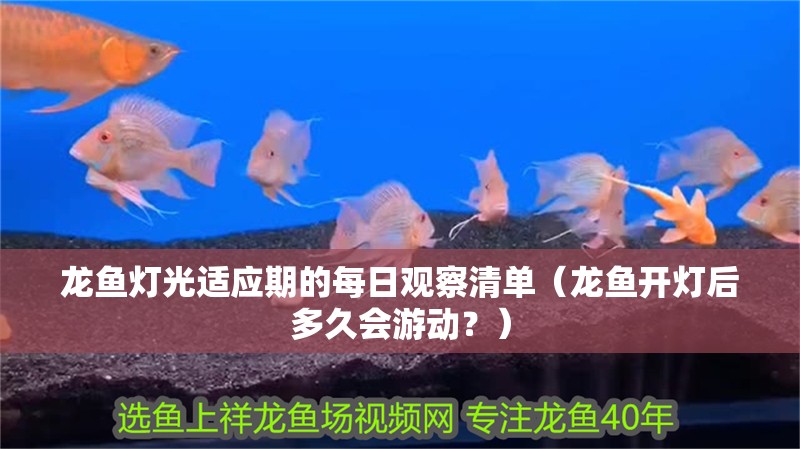 龍魚燈光適應期的每日觀察清單（龍魚開燈后多久會游動？）