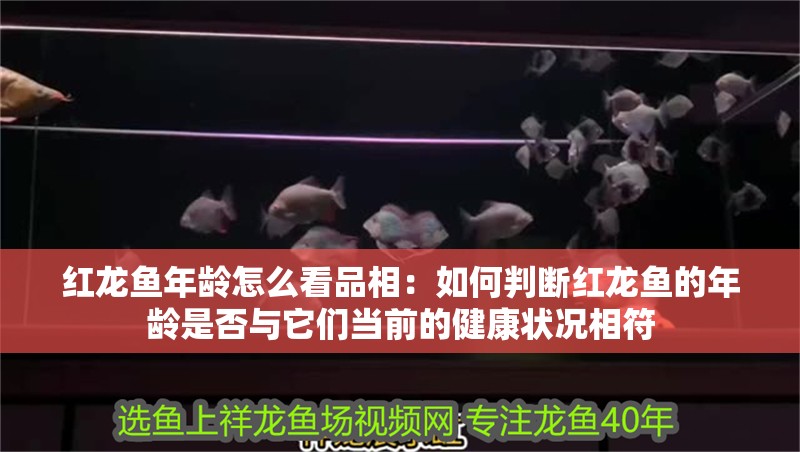紅龍魚年齡怎么看品相：如何判斷紅龍魚的年齡是否與它們當前的健康狀況相符