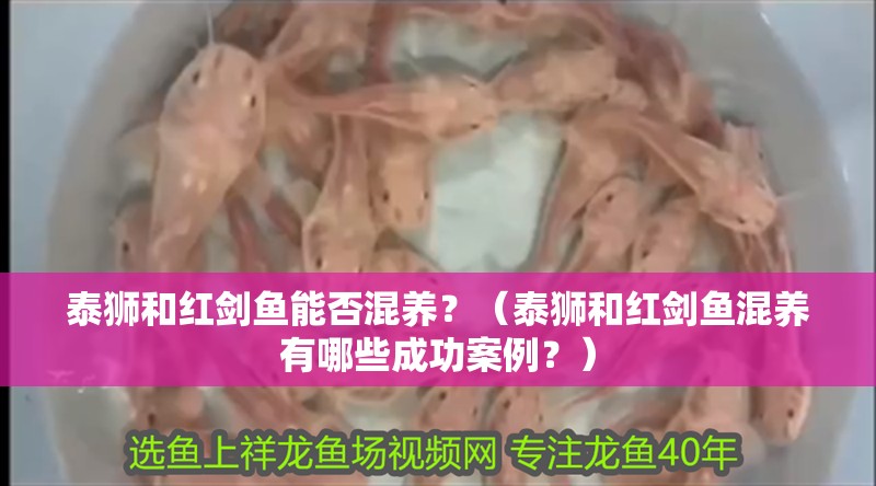 泰獅和紅劍魚能否混養？（泰獅和紅劍魚混養有哪些成功案例？）