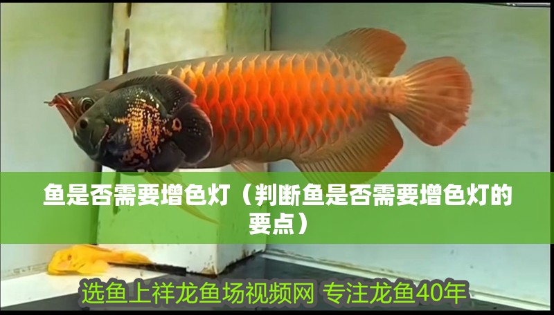魚是否需要增色燈（判斷魚是否需要增色燈的要點）