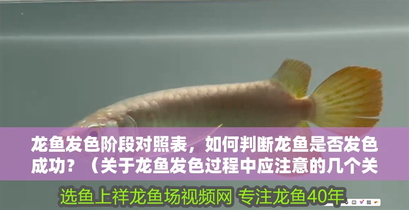 龍魚發(fā)色階段對(duì)照表，如何判斷龍魚是否發(fā)色成功？（關(guān)于龍魚發(fā)色過程中應(yīng)注意的幾個(gè)關(guān)鍵點(diǎn)）