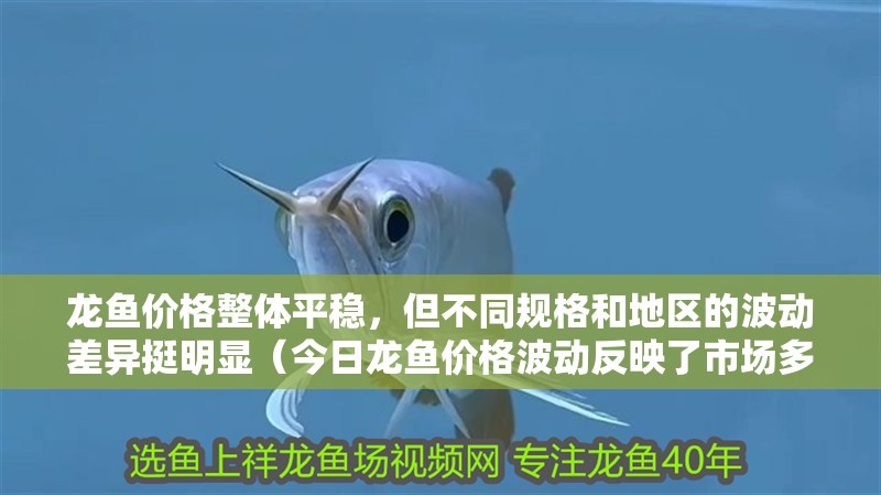 龍魚價格整體平穩，但不同規格和地區的波動差異挺明顯（今日龍魚價格波動反映了市場多方面因素影響市場動態）