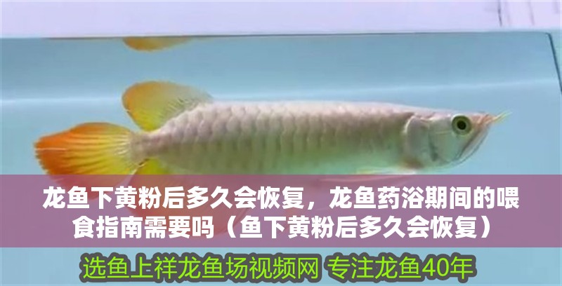 龍魚下黃粉后多久會恢復(fù)，龍魚藥浴期間的喂食指南需要嗎（魚下黃粉后多久會恢復(fù)）