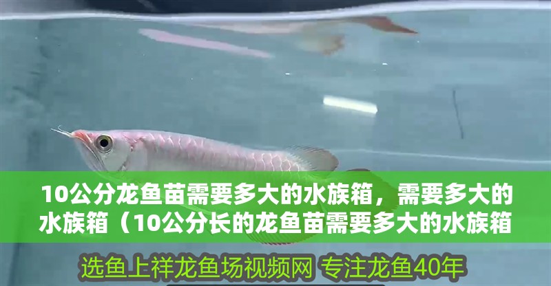 10公分龍魚苗需要多大的水族箱，需要多大的水族箱（10公分長的龍魚苗需要多大的水族箱？）