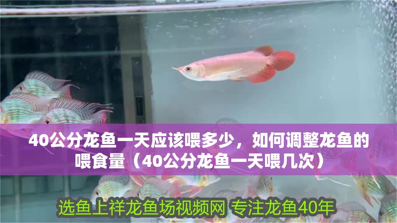 魚缸過濾器選購指南:自制魚缸過濾器魚缸上置過濾器對于養(yǎng)魚愛好者的必備知識 40公分龍魚一天應(yīng)該喂多少,如何調(diào)整龍魚的喂食量(40公分龍魚一天喂幾次) 龍魚百科 40公分龍魚一天應(yīng)該喂多少,如何調(diào)整龍魚的喂食量(40公分龍魚一天喂幾次) 40公分龍魚一天應(yīng)該喂多少,如何調(diào)整龍魚的喂食量(40公分龍魚一天喂幾次) 龍魚百科