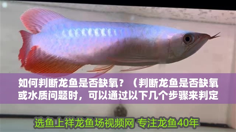 如何判斷龍魚是否缺氧？（判斷龍魚是否缺氧或水質問題時，可以通過以下幾個步驟來判定）