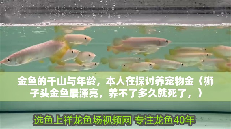金魚的千山與年齡，本人在探討養寵物金（獅子頭金魚最漂亮，養不了多久就死了，）