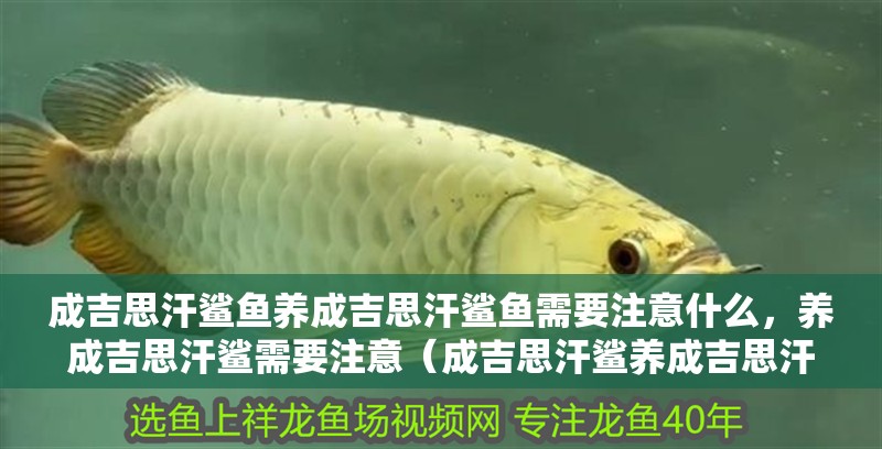 成吉思汗鯊魚養成吉思汗鯊魚需要注意什么，養成吉思汗鯊需要注意（成吉思汗鯊養成吉思汗鯊魚需要注意什么，養成吉思汗鯊魚需要注意） 成吉思汗鯊魚養成吉思汗鯊魚需要注意什么，養成吉思汗鯊需要注意（成吉思汗鯊養成吉思汗鯊魚需要注意什么，養成吉思汗鯊魚需要注意） 觀賞魚百科