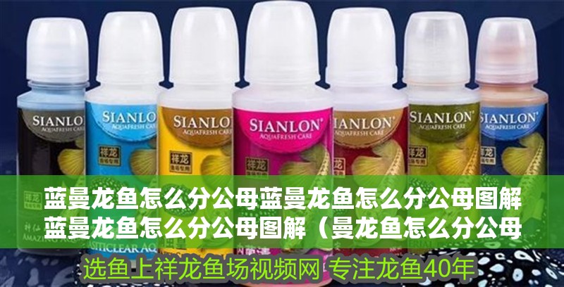 藍曼龍魚怎么分公母藍曼龍魚怎么分公母圖解藍曼龍魚怎么分公母圖解（曼龍魚怎么分公母圖解）