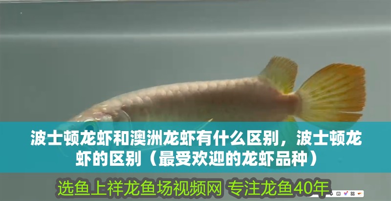 給大魚缸換水的作文:體驗給大魚缸換水的樂趣:體驗給大魚缸換水:給大魚缸換水的作文 波士頓龍蝦和澳洲龍蝦有什么區別,波士頓龍蝦的區別(最受歡迎的龍蝦品種) 龍魚百科 波士頓龍蝦和澳洲龍蝦有什么區別,波士頓龍蝦的區別(最受歡迎的龍蝦品種) 波士頓龍蝦和澳洲龍蝦有什么區別,波士頓龍蝦的區別(最受歡迎的龍蝦品種) 龍魚百科